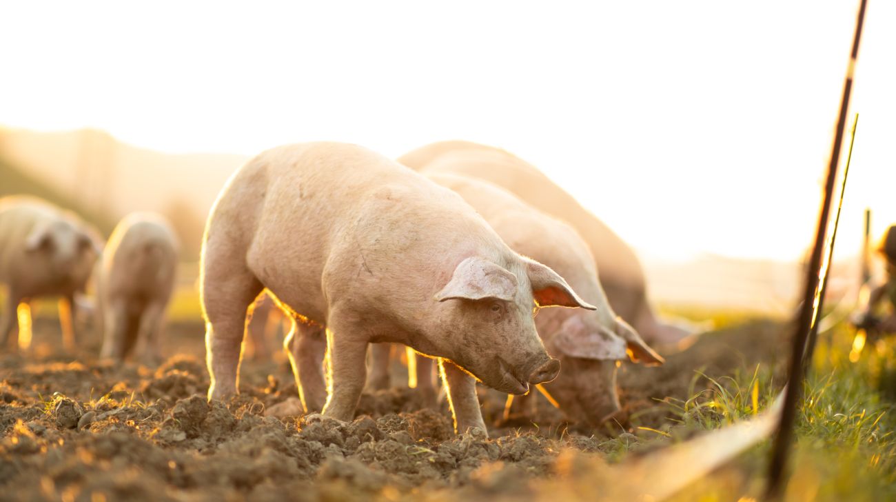 Schweine